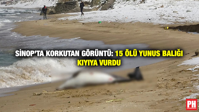 Sinop’ta Korkutan Görüntü: 15 Ölü Yunus Balığı Kıyıya Vurdu