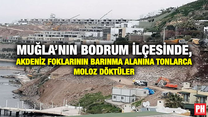 Muğla’nın Bodrum İlçesinde, Akdeniz Foklarının Barınma Alanına Tonlarca Moloz Döktüler