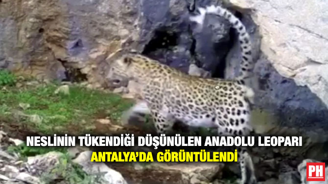 Neslinin Tükendiği Düşünülen Anadolu Leoparı Antalya’da Görüntülendi