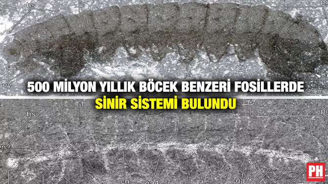 500 Milyon Yıllık Böcek Benzeri Fosillerde Sinir Sistemi Bulundu