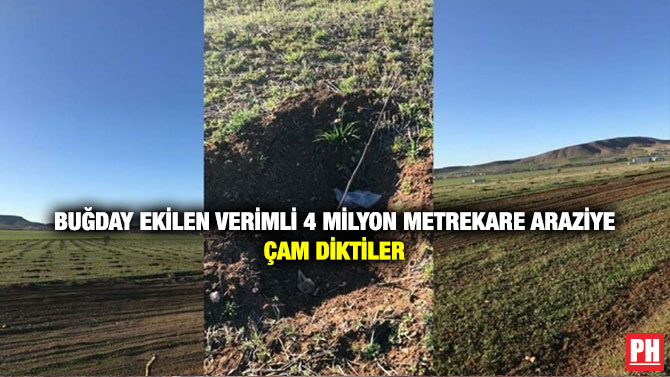 Buğday Ekilen Verimli 4 Milyon Metrekare Araziye Çam Diktiler