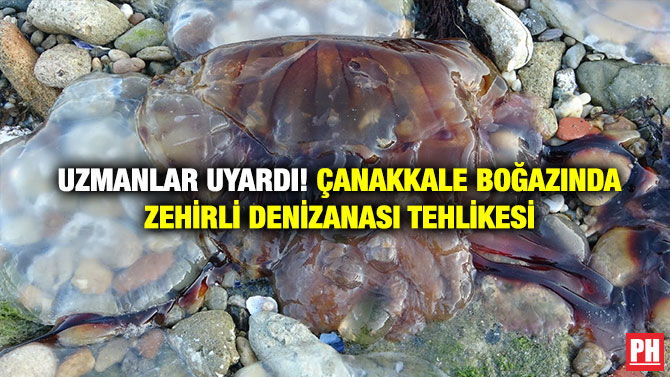 Uzmanlar Uyardı! Çanakkale Boğazında Zehirli Denizanası Tehlikesi