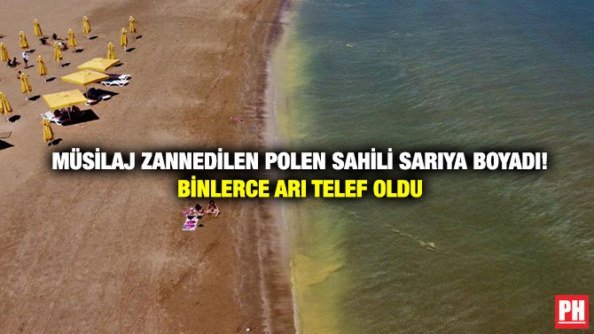 Müsilaj Zannedilen Polen Sahili Sarıya Boyadı! Binlerce Arı Telef Oldu
