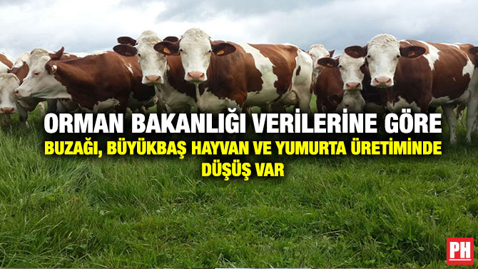 Orman Bakanlığı Verilerine Göre Buzağı, Büyükbaş Hayvan ve Yumurta Üretiminde Düşüş Var