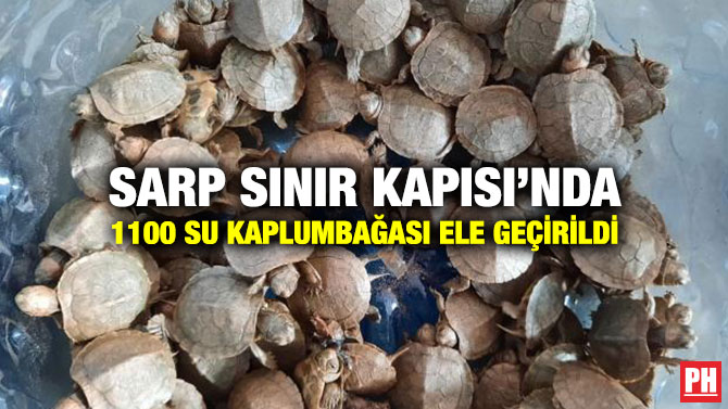 Sarp Sınır Kapısı’nda 1100 Su Kaplumbağası Ele Geçirildi