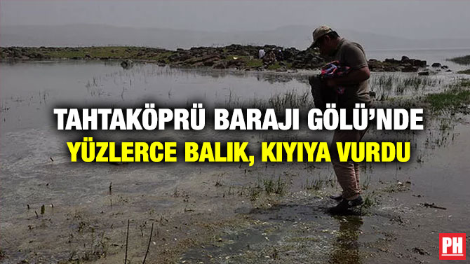 Tahtaköprü Barajı Gölü’nde Yüzlerce Balık, Kıyıya Vurdu