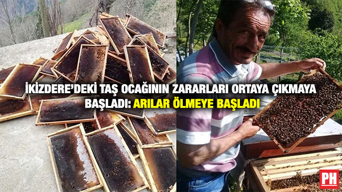 İkizdere’deki Taş Ocağının Zararları Ortaya Çıkmaya Başladı: Arılar Ölmeye Başladı