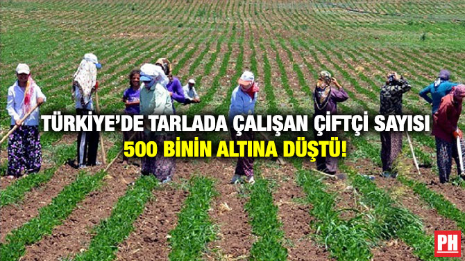 Türkiye’de Tarlada Çalışan Çiftçi Sayısı 500 Binin Altına Düştü!