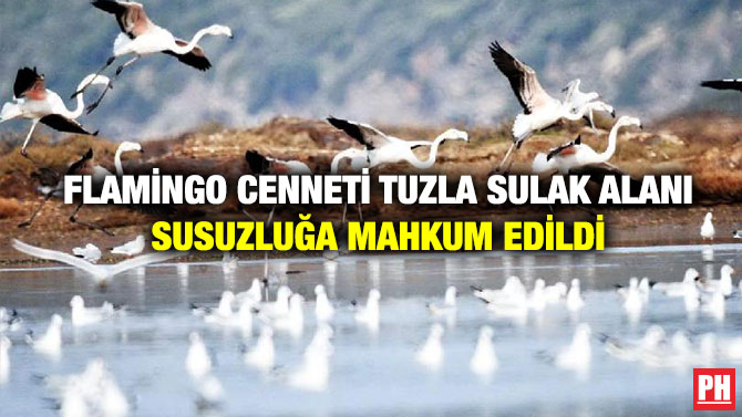 Flamingo Cenneti Tuzla Sulak Alanı Susuzluğa Mahkum Edildi