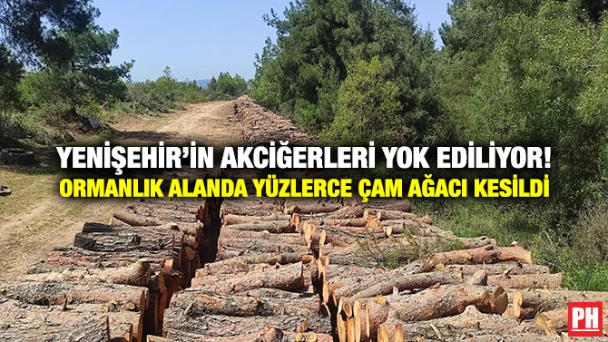 Yenişehir’in Akciğerleri Yok Ediliyor! Ormanlık Alanda Yüzlerce Çam Ağacı Kesildi