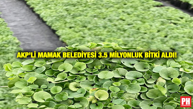 AKP’li Mamak Belediyesi 3.5 Milyonluk Bitki Aldı!