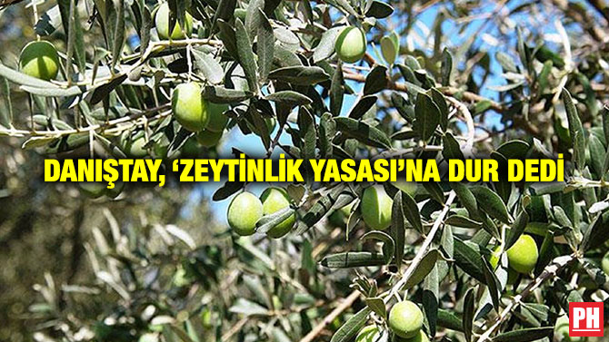Danıştay, ‘Zeytinlik Yasası’na Dur Dedi