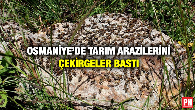 Osmaniye’de Tarım Arazilerini Çekirgeler Bastı