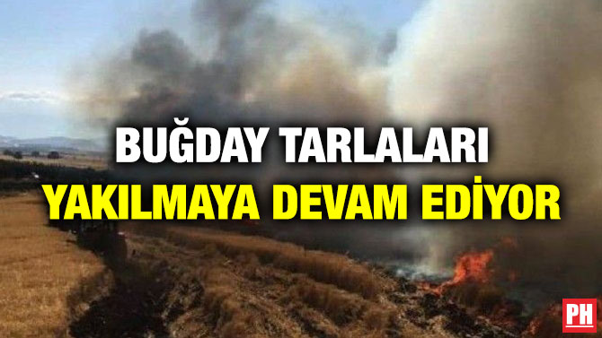 Buğday Tarlaları Yakılmaya Devam Ediyor