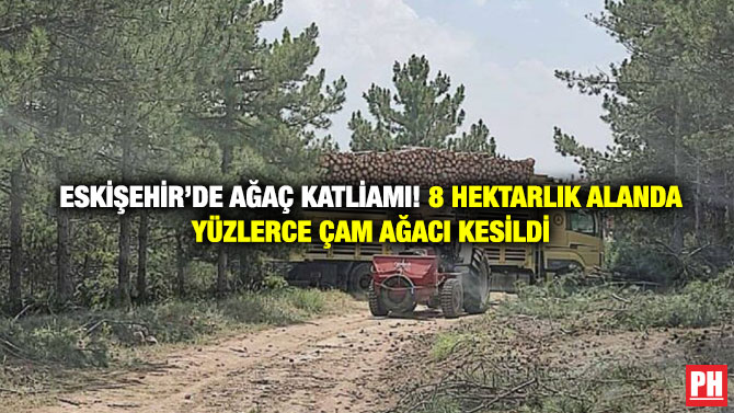 Eskişehir’de Ağaç Katliamı! 8 Hektarlık Alanda Yüzlerce Çam Ağacı Kesildi