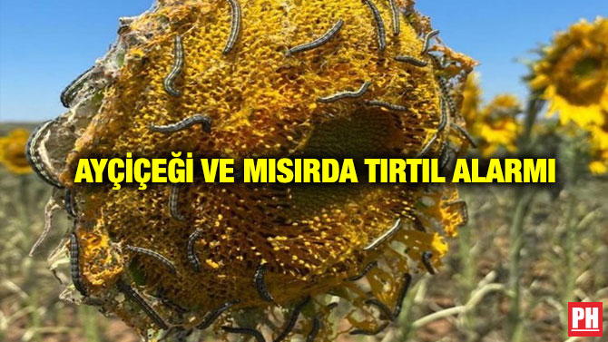 Ayçiçeği ve Mısırda Tırtıl Alarmı