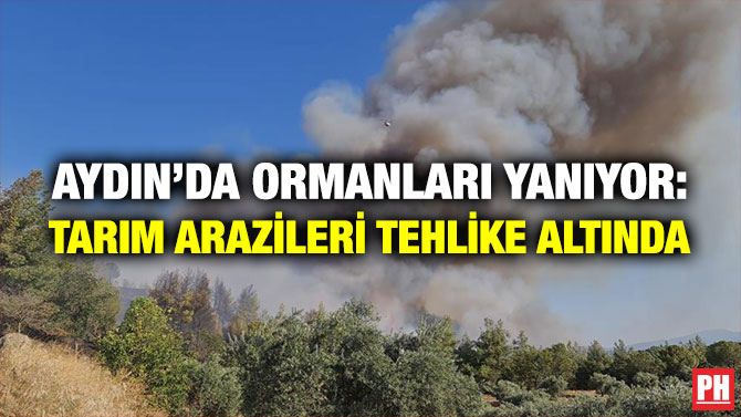 Aydın’da Ormanları Yanıyor: Tarım Arazileri Tehlike Altında