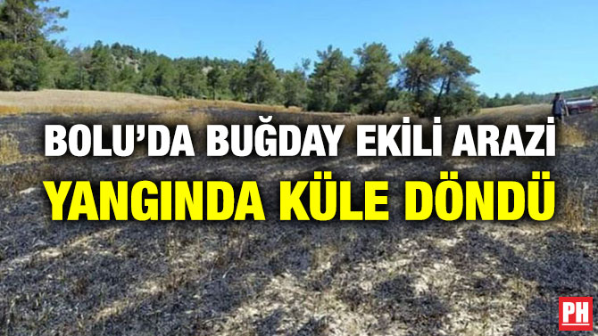 Bolu’da Buğday Ekili Arazi Yangında Küle Döndü