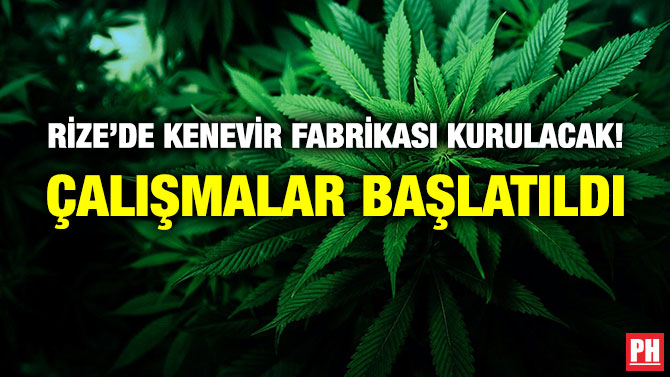 Rize’de Kenevir Fabrikası Kurulacak! Çalışmalar Başlatıldı