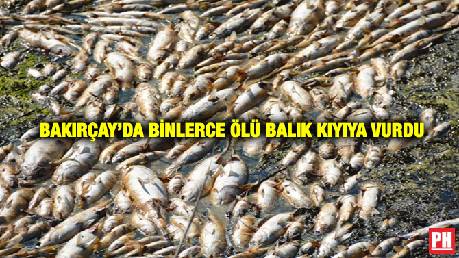 Bakırçay’da Binlerce Ölü Balık Kıyıya Vurdu