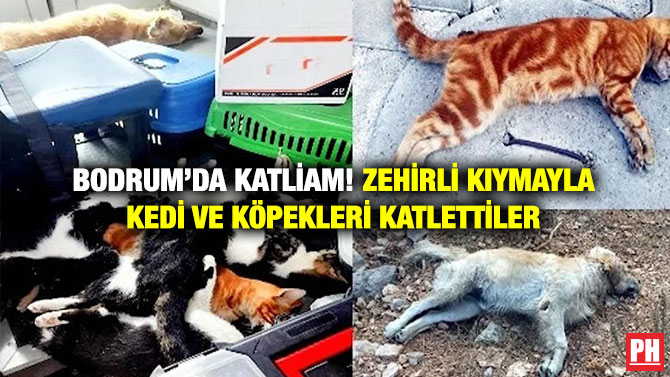 Bodrum’da Katliam! Zehirli Kıymayla Kedi ve Köpekleri Katlettiler