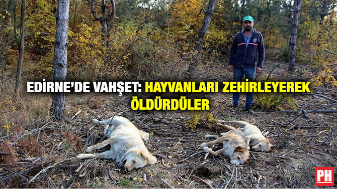 Edirne’de Vahşet: Hayvanları Zehirleyerek Öldürdüler
