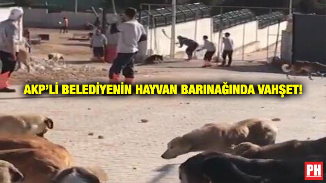 AKP’li Belediyenin Hayvan Barınağında Vahşet!