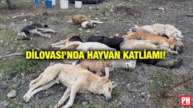 Dilovası’nda Hayvan Katliamı!