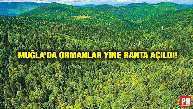 Muğla’da Ormanlar Yine Ranta Açıldı!
