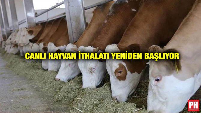 Canlı Hayvan İthalatı Yeniden Başlıyor