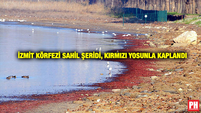İzmit Körfezi Sahil Şeridi, Kırmızı Yosunla Kaplandı
