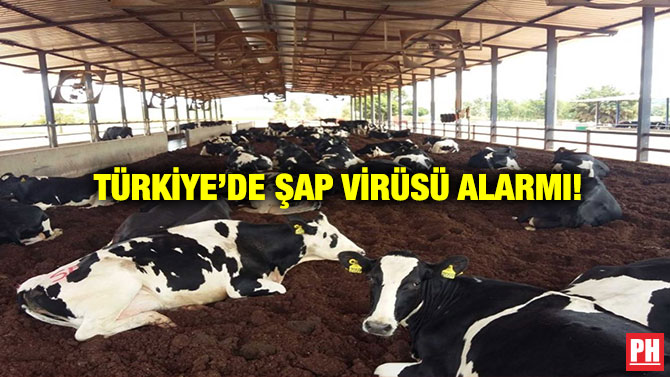 Türkiye’de Şap Virüsü Alarmı!