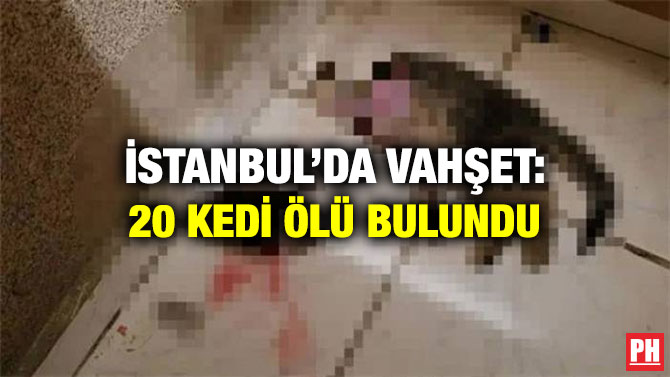 İstanbul’da Vahşet: 20 Kedi Ölü Bulundu