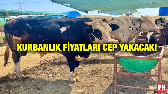 Kurbanlık Fiyatları Cep Yakacak!