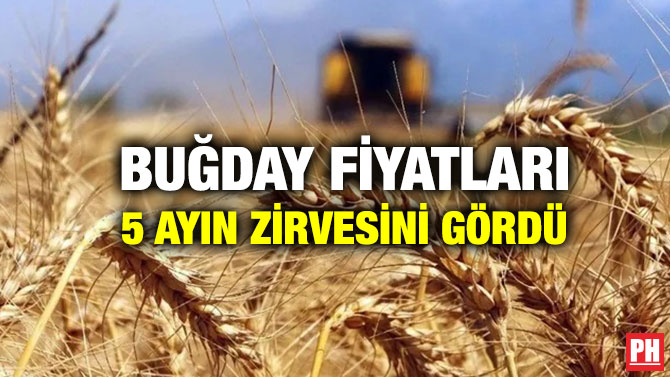 Buğday Fiyatları 5 Ayın Zirvesini Gördü