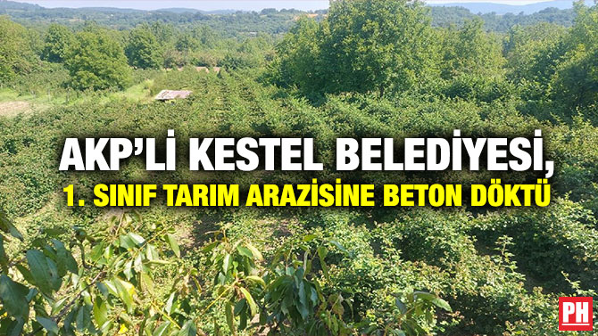 AKP’li Kestel Belediyesi, 1. Sınıf Tarım Arazisine Beton Döktü