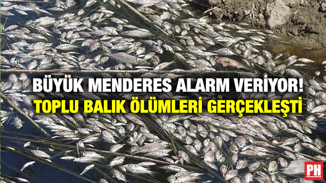 Büyük Menderes Alarm Veriyor! Toplu Balık Ölümleri Gerçekleşti