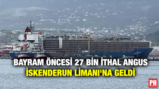 Bayram Öncesi 27 Bin İthal Angus İskenderun Limanı’na Geldi