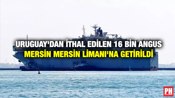 Uruguay’dan İthal Edilen 16 Bin Angus Mersin Mersin Limanı’na getirildi